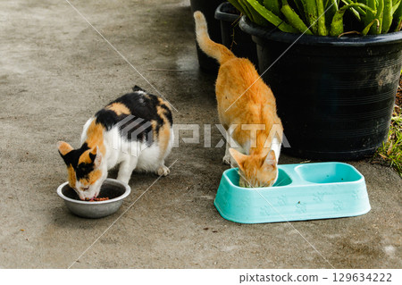 calico cat and orange cat are bending down to eat food in a bowl 129634222