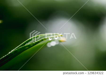 Water droplets at the tip of leaves are a natural phenomenon called guttation 129634322
