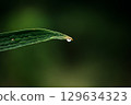 Water droplets at the tip of leaves are a natural phenomenon called guttation 129634323