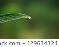 Water droplets at the tip of leaves are a natural phenomenon called guttation 129634324