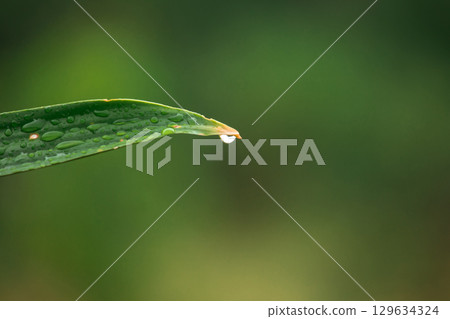 Water droplets at the tip of leaves are a natural phenomenon called guttation Water droplets at the tip of leaves are a natural phenomenon called guttation 129634324