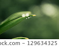 Water droplets at the tip of leaves are a natural phenomenon called guttation 129634325