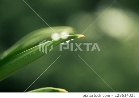 Water droplets at the tip of leaves are a natural phenomenon called guttation Water droplets at the tip of leaves are a natural phenomenon called guttation 129634325
