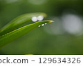 Water droplets at the tip of leaves are a natural phenomenon called guttation 129634326