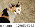 calico cat looking back ,cats are suspicious animals 129634348