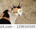 calico cat looking back ,cats are suspicious animals 129634349