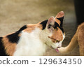 calico cat looking back ,cats are suspicious animals 129634350