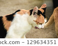 calico cat looking back ,cats are suspicious animals 129634351