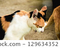 calico cat looking back ,cats are suspicious animals 129634352