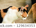 calico cat looking back ,cats are suspicious animals 129634353