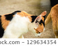 calico cat looking back ,cats are suspicious animals 129634354