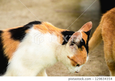 calico cat looking back ,cats are suspicious animals 129634354