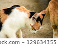 calico cat looking back ,cats are suspicious animals 129634355