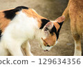 calico cat looking back ,cats are suspicious animals 129634356