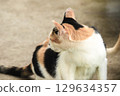 calico cat looking back ,cats are suspicious animals 129634357