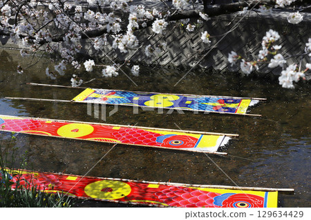 Cherry blossoms, Iwakura City, Cherry Blossom Festival, Gojo River, Aichi Prefecture 129634429