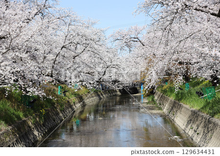 大口町櫻花節 五條川櫻花線 129634431
