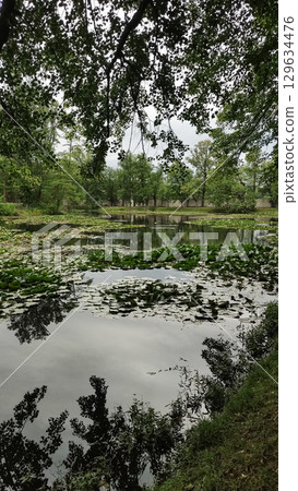 Pond with water lilies reflecting trees in czech republic in cesky krumlov Pond with water lilies reflecting trees in czech republic in cesky krumlov 129634476