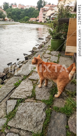 Red cat exploring the riverside of a czech town in cesky krumlov Red cat exploring the riverside of a czech town in cesky krumlov 129634491