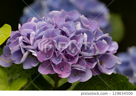 Purple hydrangea in full bloom 129634500