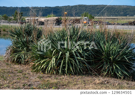Beautiful yucca plants outside the mediterranean old town of Cres in Croatia 129634501