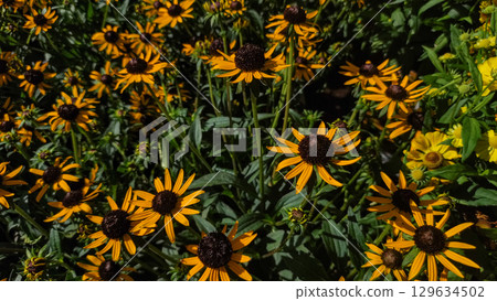Black eyed susan flowers blooming in garden sunlight Black eyed susan flowers blooming in garden sunlight 129634502