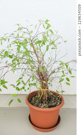 Potted plant ficus showing signs of neglect in prague 129634509