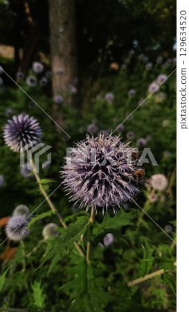 Bees pollinating globe thistle in pruhonice, czech republic Bees pollinating globe thistle in pruhonice, czech republic 129634520