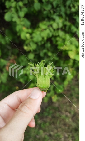 Hand holding young hazelnut growing in czech republic pruhonice 129634537