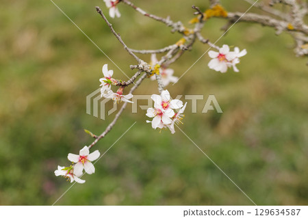 Almond tree blossoming in petrin gardens, prague, in march copy space Almond tree blossoming in petrin gardens, prague, in march copy space 129634587