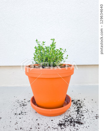 Small thyme plant growing in terracotta pot on balcony copy space 129634640