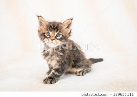 A cute kitten relaxing 129635111