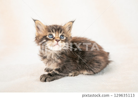 A cute kitten relaxing 129635113