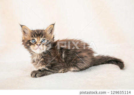 A cute kitten relaxing 129635114