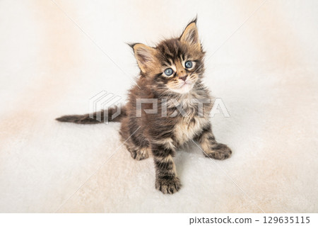 一隻可愛的小貓在休息 129635115