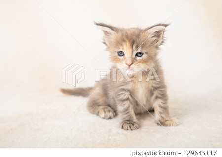 A cute kitten relaxing 129635117