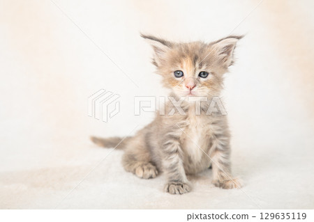 A cute kitten relaxing 129635119