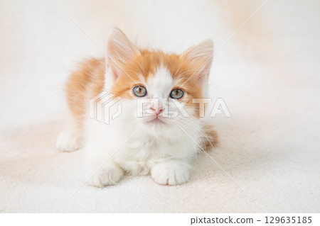 Cute kittens 129635185