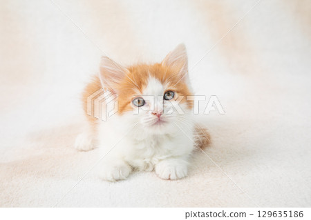 Cute kittens 129635186