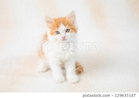 Cute kittens 129635187
