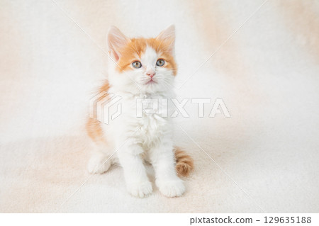 Cute kittens 129635188