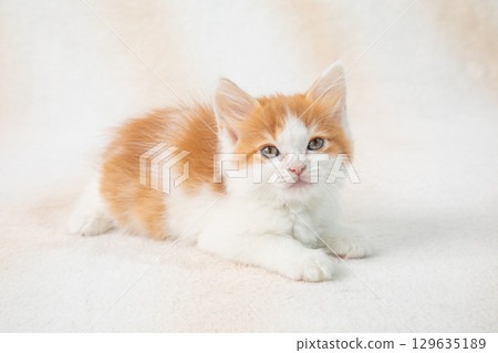 Cute kittens 129635189