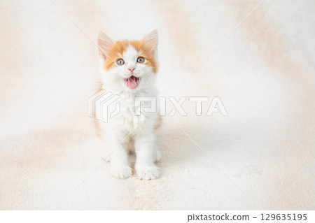 Cute kittens 129635195