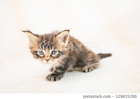 Cute kittens 129635200