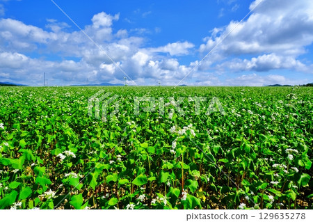 Buckwheat flower field (Horokanai Town, Hokkaido) Buckwheat flower field (Horokanai Town, Hokkaido) 129635278