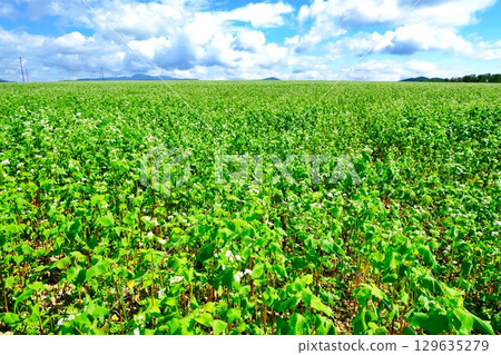 Buckwheat flower field (Horokanai Town, Hokkaido) Buckwheat flower field (Horokanai Town, Hokkaido) 129635279