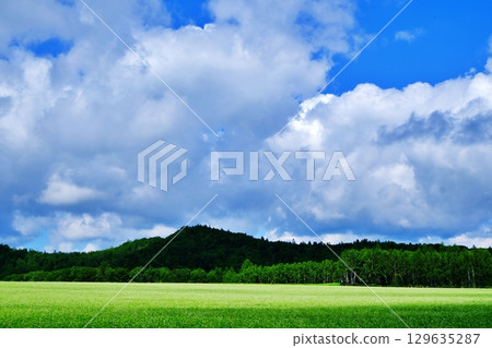 蕎麥花觀賞點：白毯花田（北海道幌加內町） 129635287