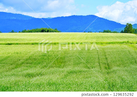 蕎麥花觀賞點：白毯花田（北海道幌加內町） 129635292