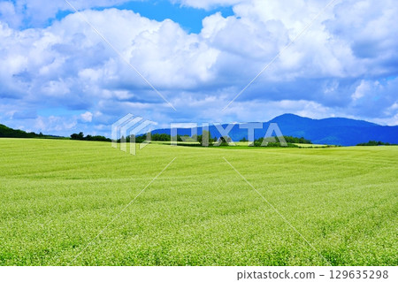 蕎麥花觀賞點：白毯花田（北海道幌加內町） 129635298