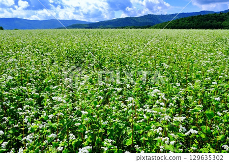 蕎麥花觀賞點:銀之丘(北海道幌加內町) 蕎麥花觀賞點:銀之丘(北海道幌加內町) 129635302